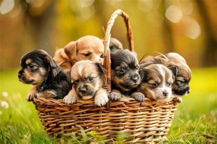 Is Anthrax A "Basket of Puppies?"
