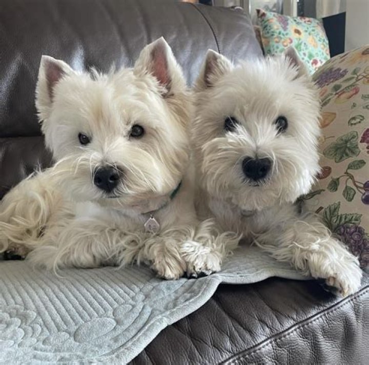 Westie net worth, income and estimated earnings of Youtuber channel